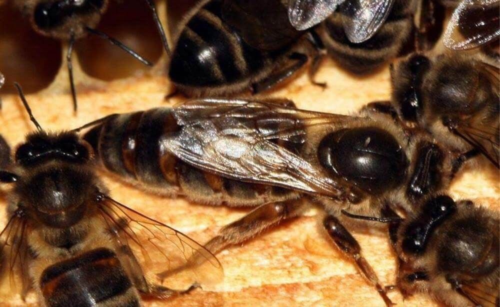 Среднерусская порода пчел. Среднерусская пчела. Матка среднерусской пчелы. Среднерусская Лесная пчела.